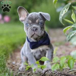 Moore, French Bulldog Puppy